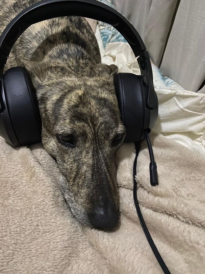 A brindle sighthound resting its head on a fleece blanket, wearing a gaming headset