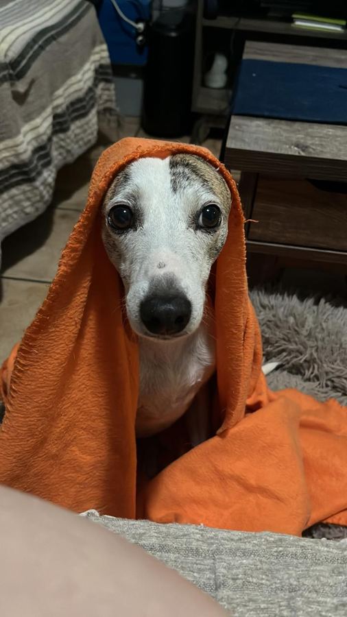 A whippet wrapped in an orange blanket like a hood, looking at the camera with big eyes