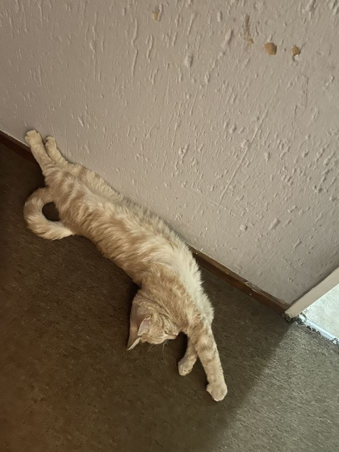 A cream cat asleep on the carpet, stretched out flat against the wall at full length